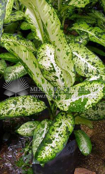 Dieffenbachia spp (10 x 10)